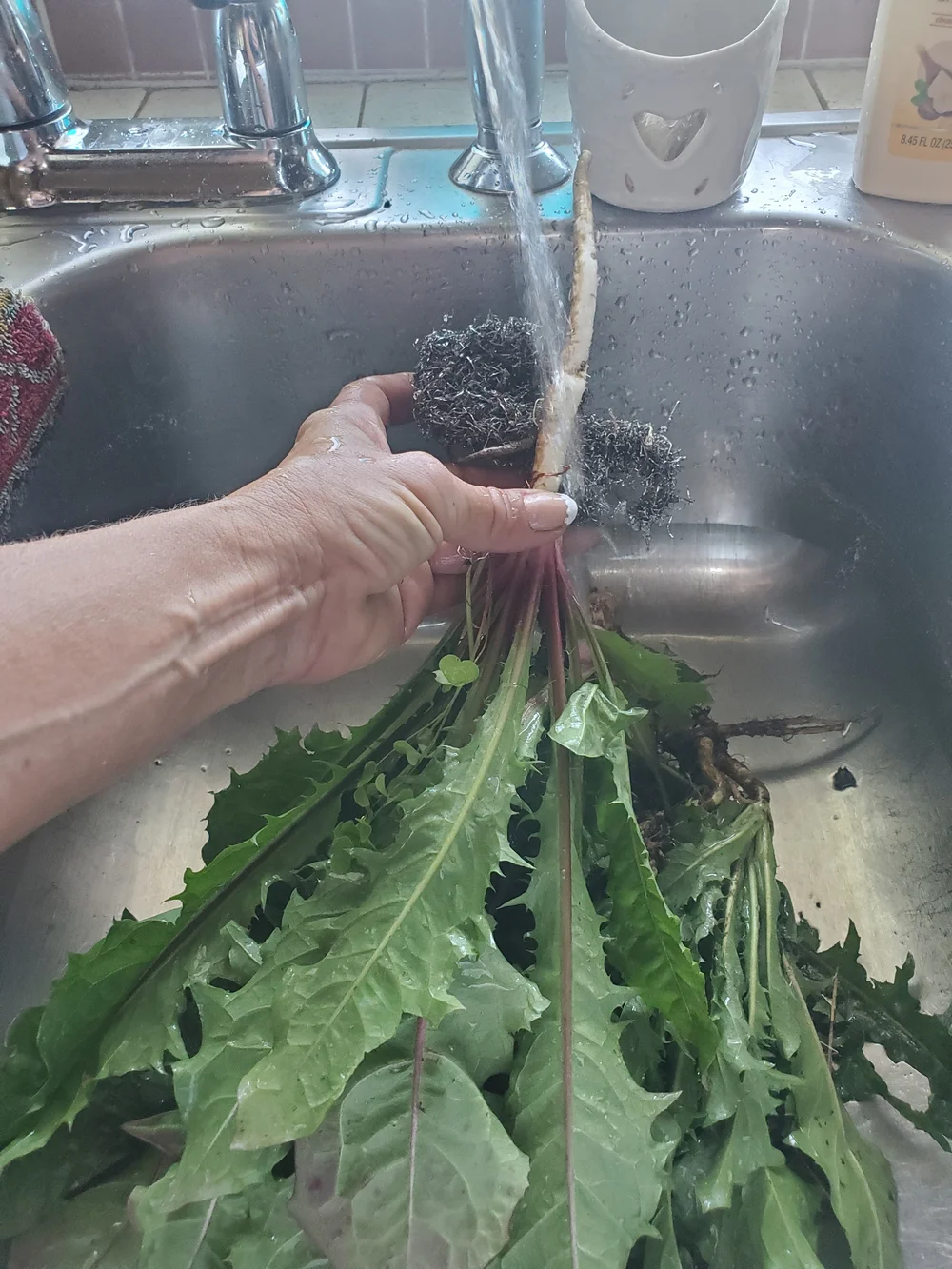 Dandilion Root Dried Chopped Herb